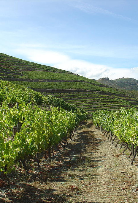 Vineyard