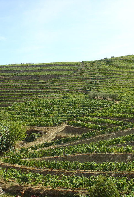 Vineyard